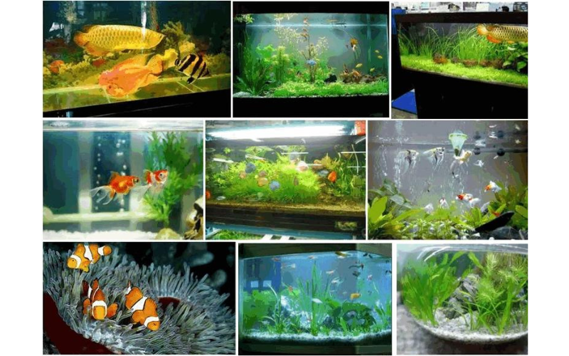 Những vấn đề thường gặp khi nuôi cá cảnh